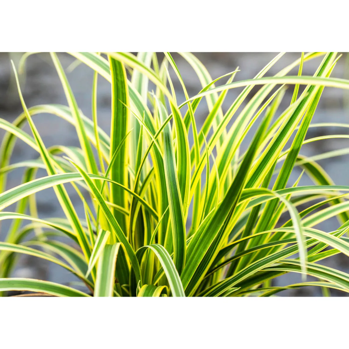 PlantiflorZiergräser Durchmesser 17 cm versch Sorten