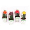 PlantiflorZKAK Kaktus gepropft Mix Farben T9 PC