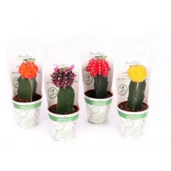 PlantiflorZKAK Kaktus gepropft Mix Farben T9 PC