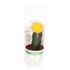PlantiflorZKAK Kaktus gepropft Mix Farben T9 PC