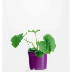 PlantiflorZucchini Pflanze Topf Durchmesser 12 cm