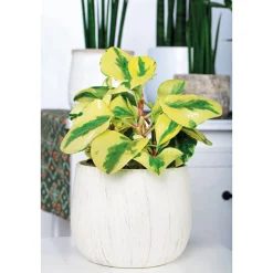 Plantiflor Zwergpfeffer bunt 15-20 cm T12