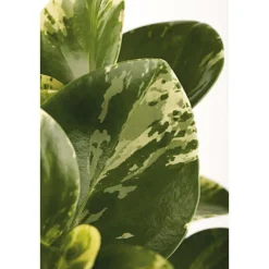 Plantiflor Zwergpfeffer bunt 15-20 cm T12