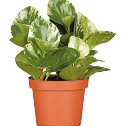 Plantiflor Zwergpfeffer bunt 15-20 cm T12