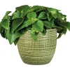 Plantiflor Zwergpfeffer grün 15-20 cm T12