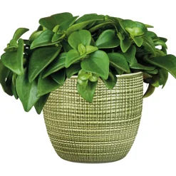 Plantiflor Zwergpfeffer grün 15-20 cm T12