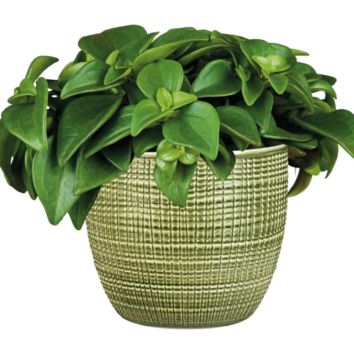 Plantiflor Zwergpfeffer grün 15-20 cm T12
