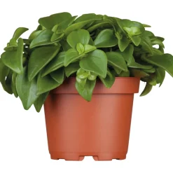 Plantiflor Zwergpfeffer grün 15-20 cm T12
