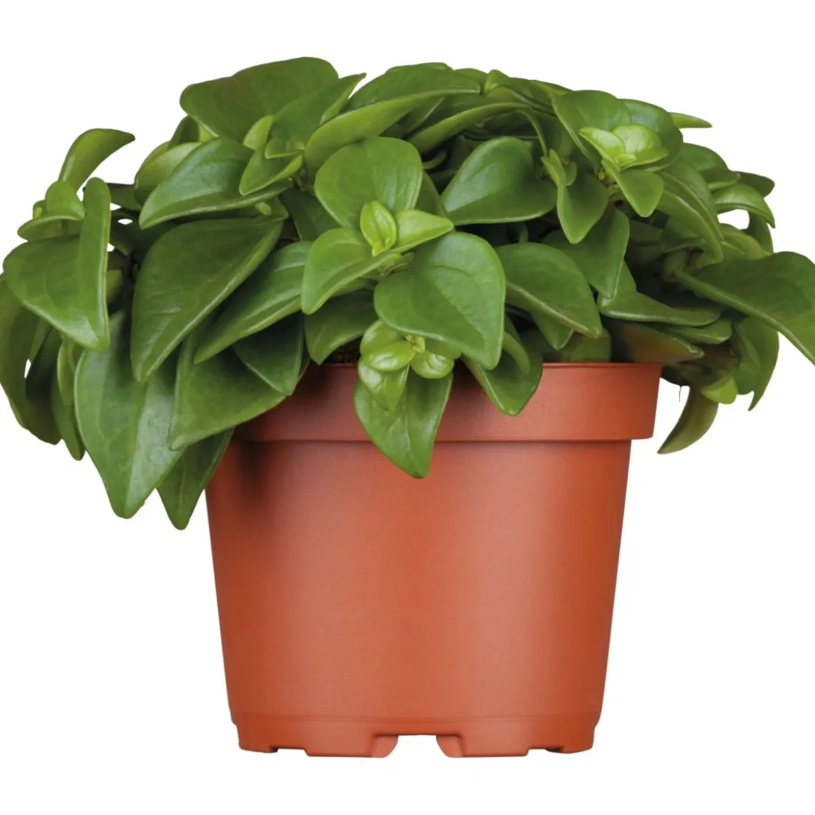 Plantiflor Zwergpfeffer grün 15-20 cm T12
