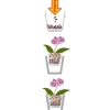 Seramis Spezial-Substrat für Orchideen 7 L