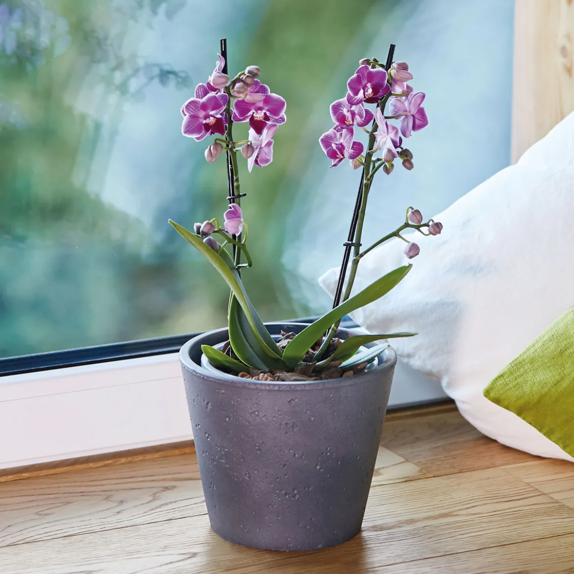 Seramis Spezial-Substrat Orchideen 2,5 L