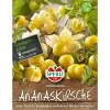 Sperli Ananaskirsche Goldmurmel