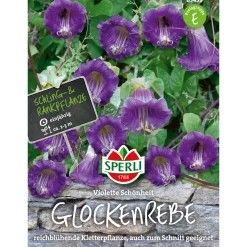 Sperli Glockenreben Violette Schönheit
