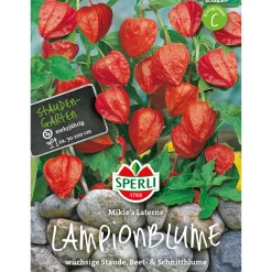 Sperli Lampionblumen Mikie´s Laterne