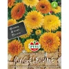 Sperli Ringelblumen Modefarben Mischung