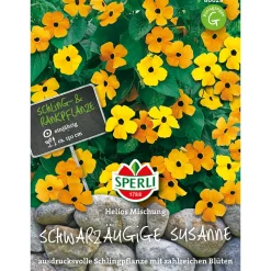 Sperli Schwarzäugige Susanne Helios Mischung