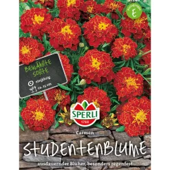 Sperli Studentenblumen Carmen