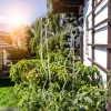 Tomatenspiralstab m. Haken 180cm