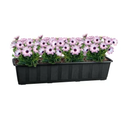 Untersetzer Aqua Green Plus anthrazit 60 cm