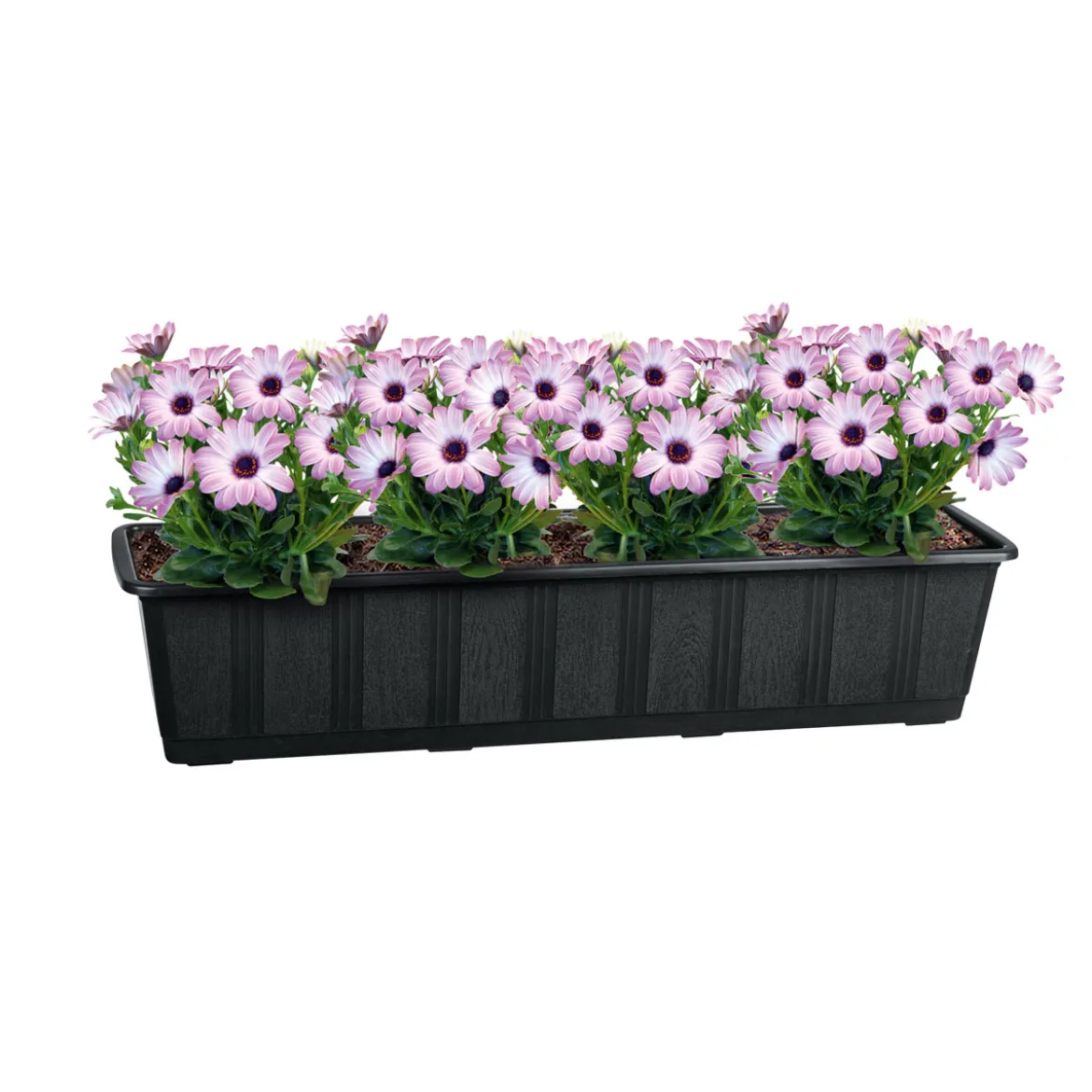Untersetzer Aqua Green Plus anthrazit 60 cm