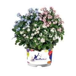 Vergissmeinnicht Trio Topf Durchmesser 13 cm