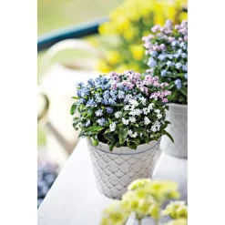 Vergissmeinnicht Trio Topf Durchmesser 13 cm