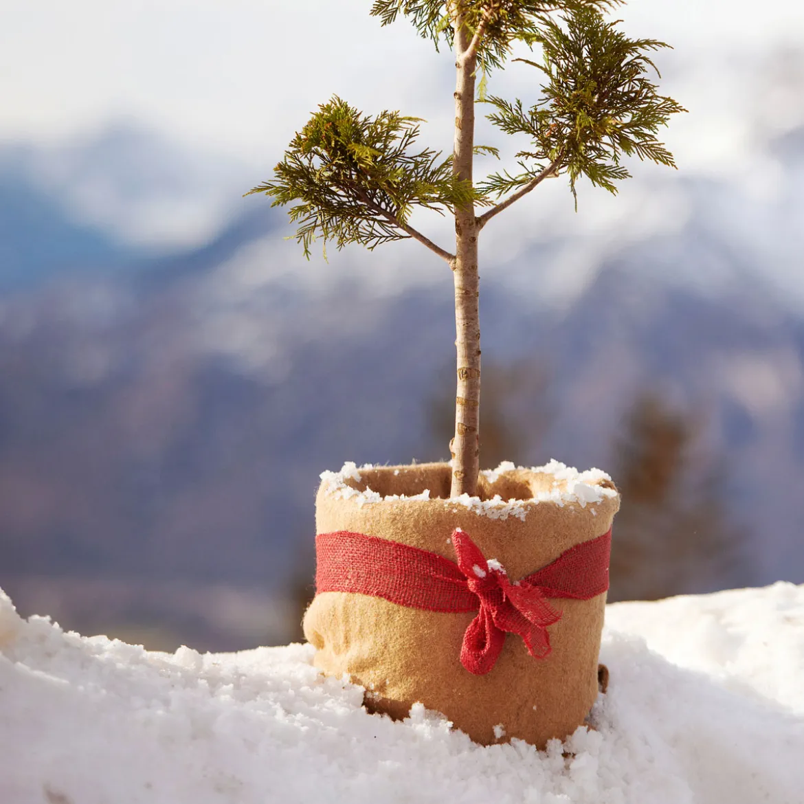 Wintersch.-Vliesmatte Jute 0,38x1,5 m